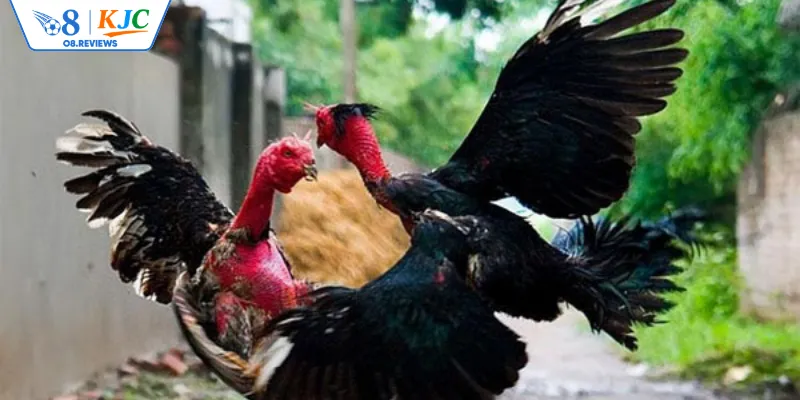 Chi tiết quy định và soi tỷ lệ đá gà cho tân thủ