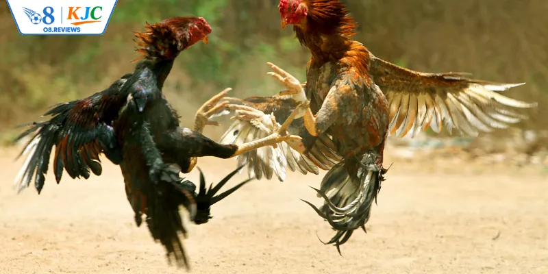 Giới thiệu sân chơi đá gà trên trang cược O8