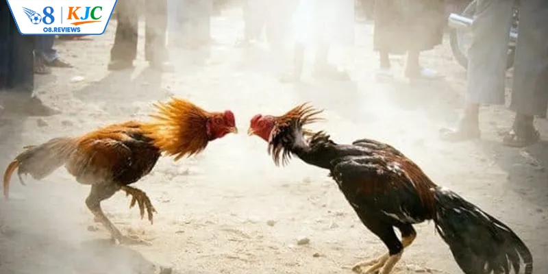 Liệt kê các phương thức đá gà đầy lôi cuốn