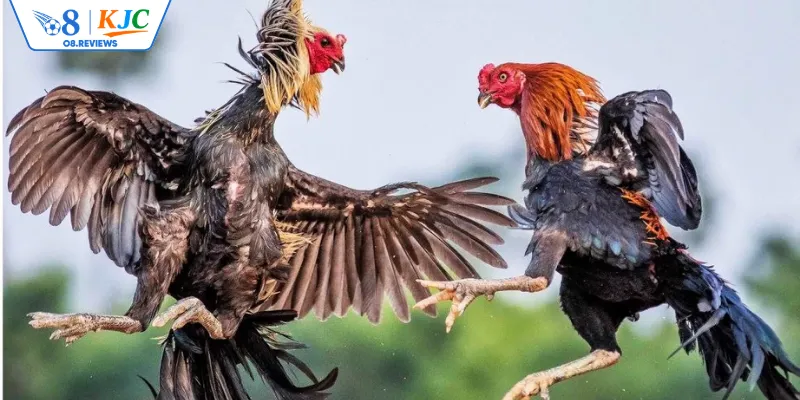 Những điểm hấp dẫn người chơi đá gà tại O8